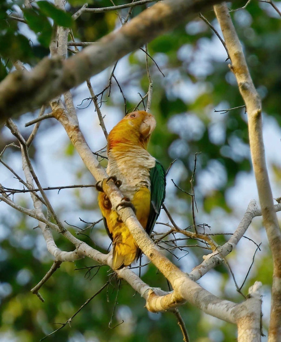 White-bellied Parrot - ML250904211