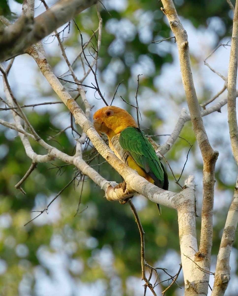 White-bellied Parrot - ML250904221