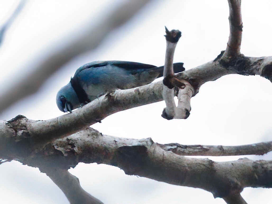 Masked Tanager - ML250904311