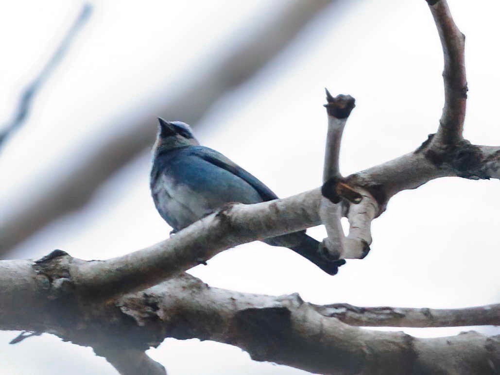 Masked Tanager - ML250904321