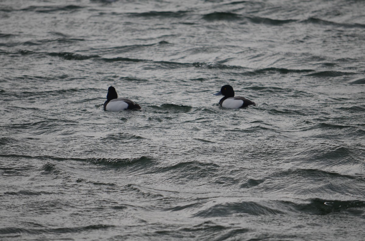 צולל בינוני - ML25090521