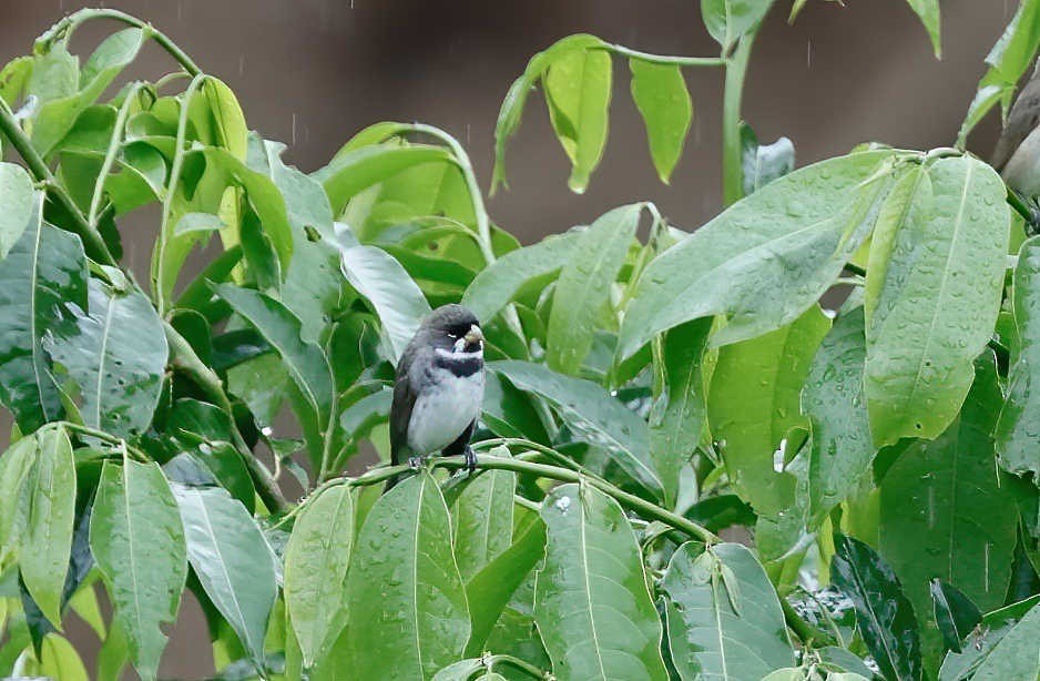 Double-collared Seedeater - Timo Mitzen