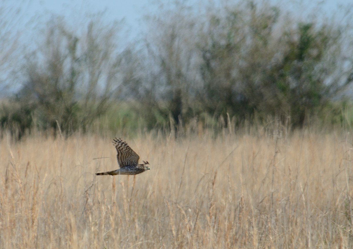 Cooper's Hawk - ML25090661