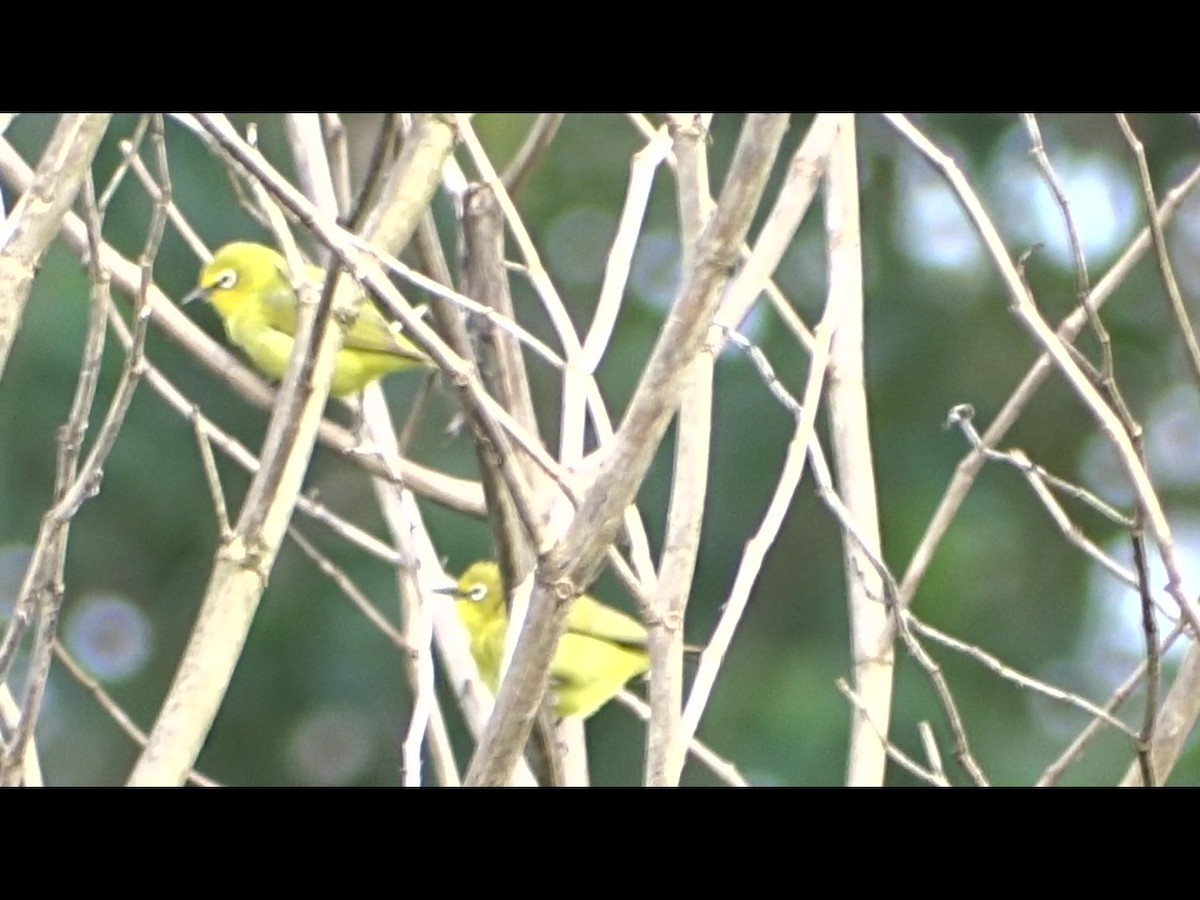 Northern Yellow White-eye - ML250906991