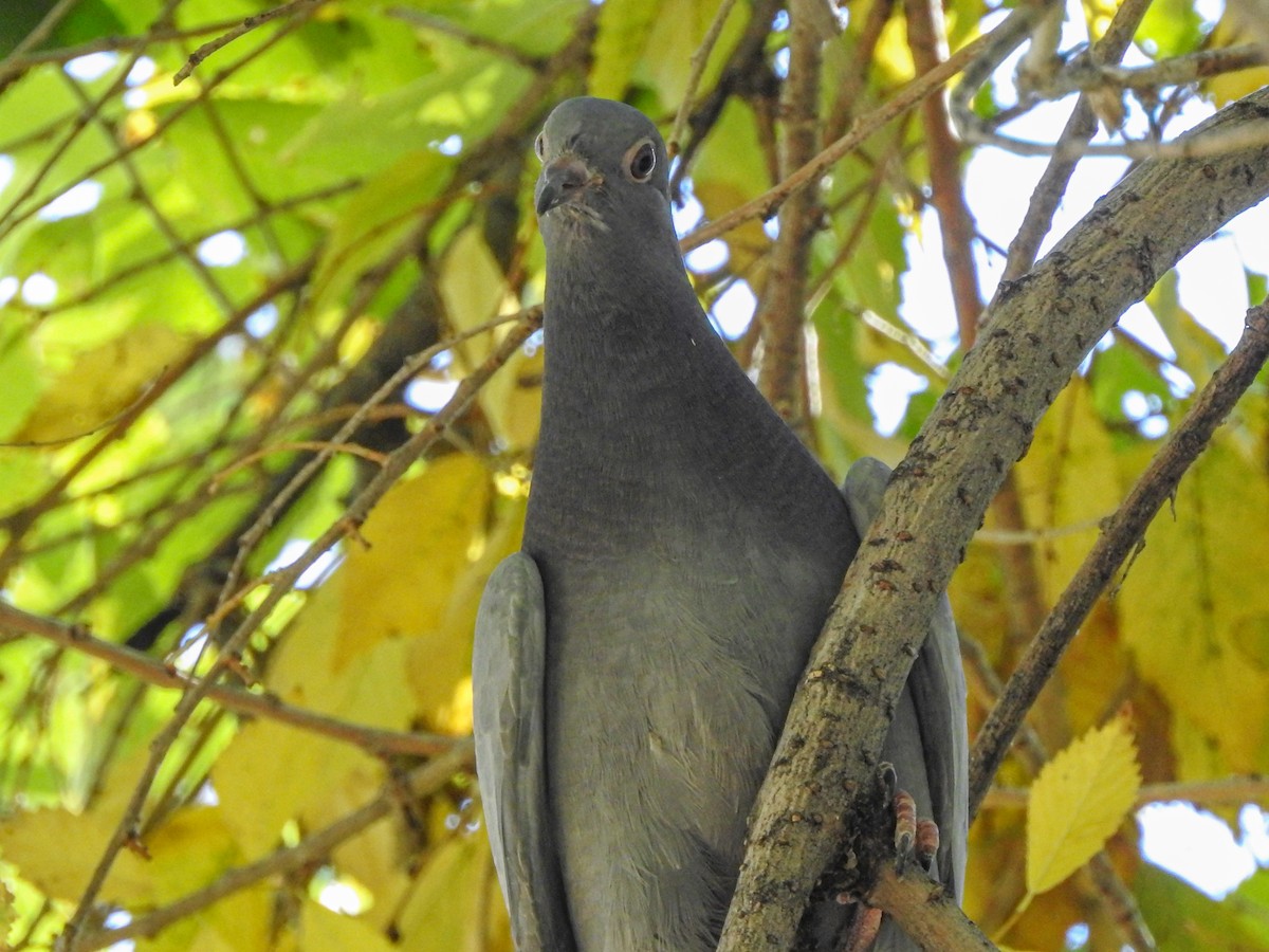 Band-tailed Pigeon - ML250907091
