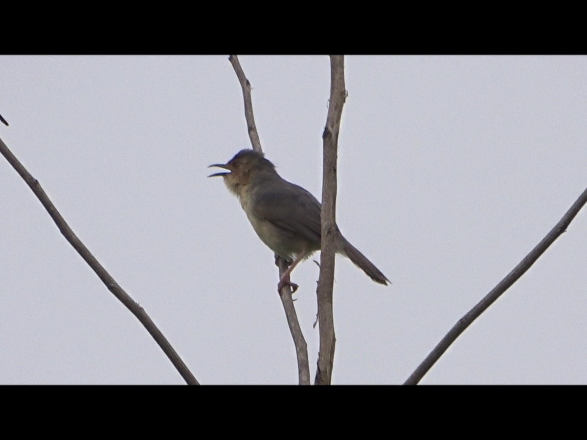Red-faced Cisticola - ML250907701