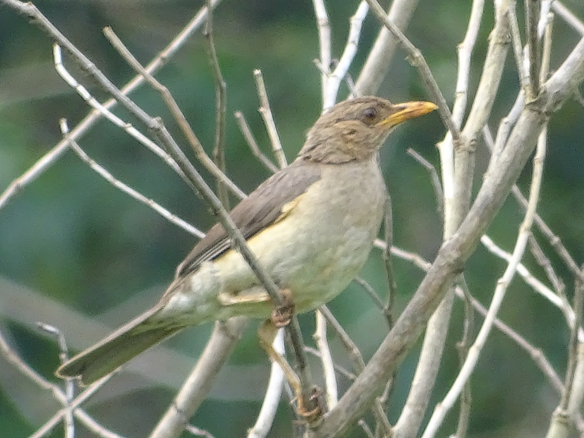 African Thrush - ML250907741