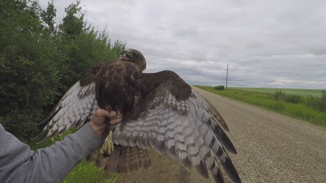 Red-tailed Hawk (calurus/abieticola) - ML250908001