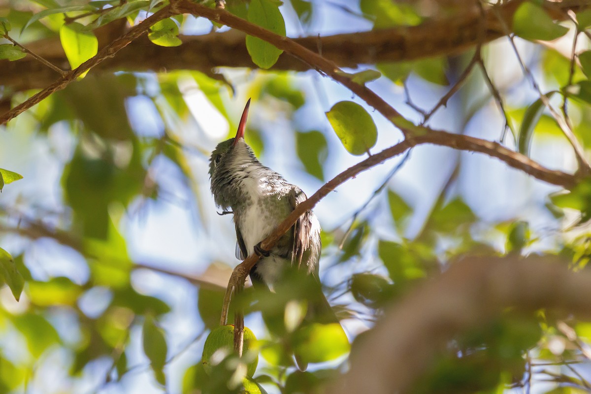 kolibřík pestrý - ML250910051