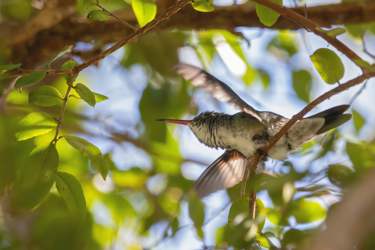 kolibřík pestrý - ML250910371