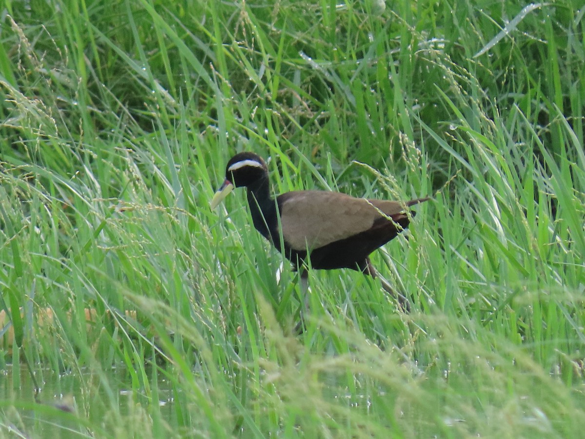 Bronze-winged Jacana - ML250910611