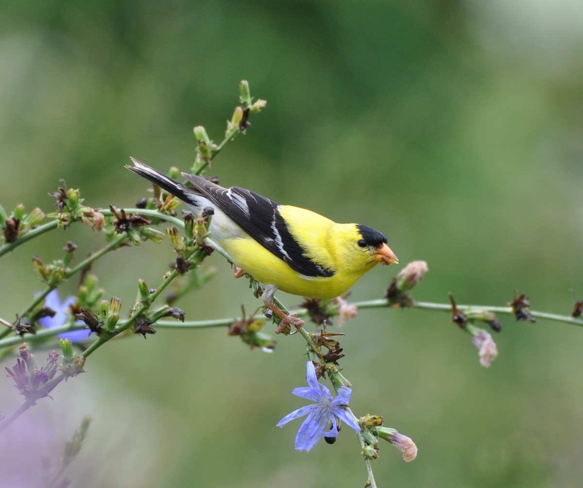 American Goldfinch - ML250911551