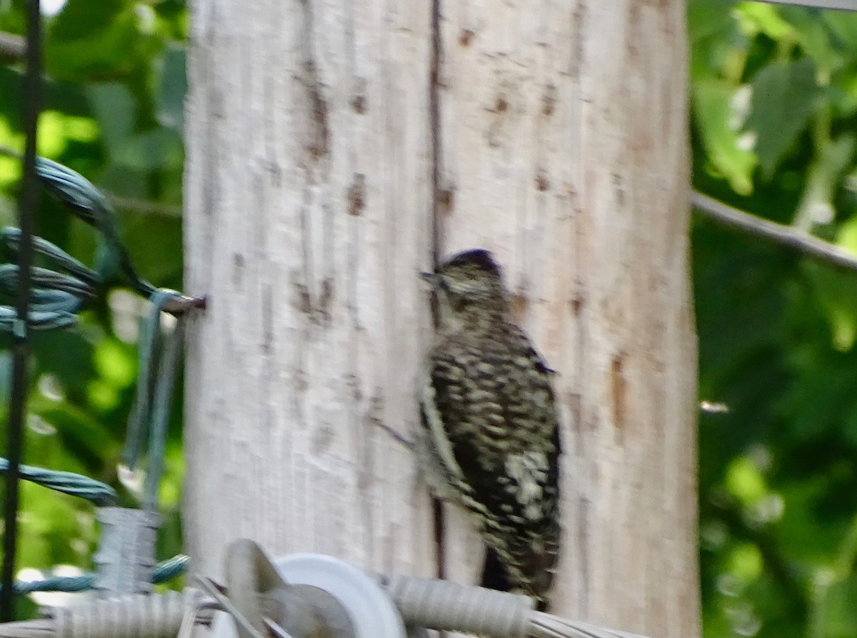 Yellow-bellied Sapsucker - ML250915111