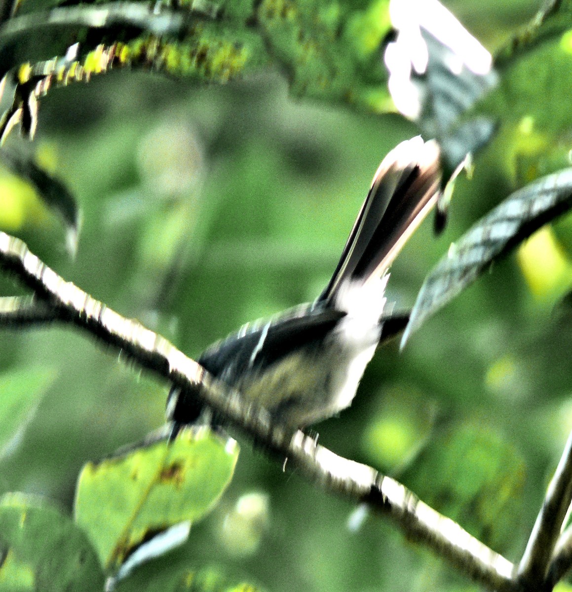 Gray Fantail - ML250918821