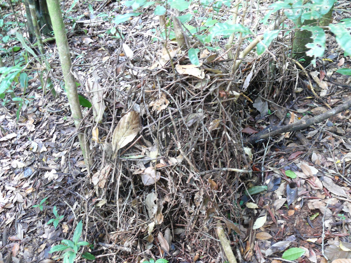 Golden Bowerbird - ML250918851