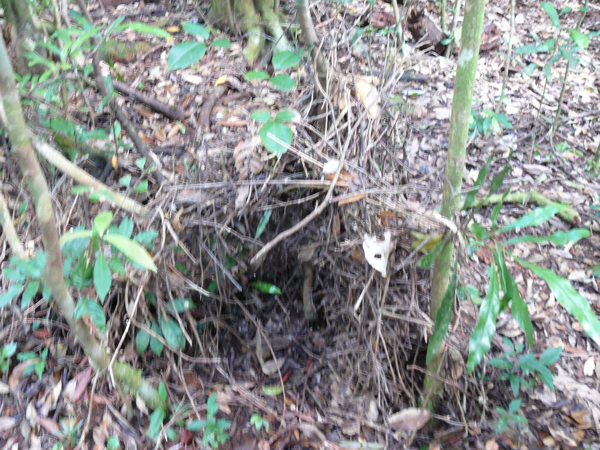 Golden Bowerbird - ML250918861