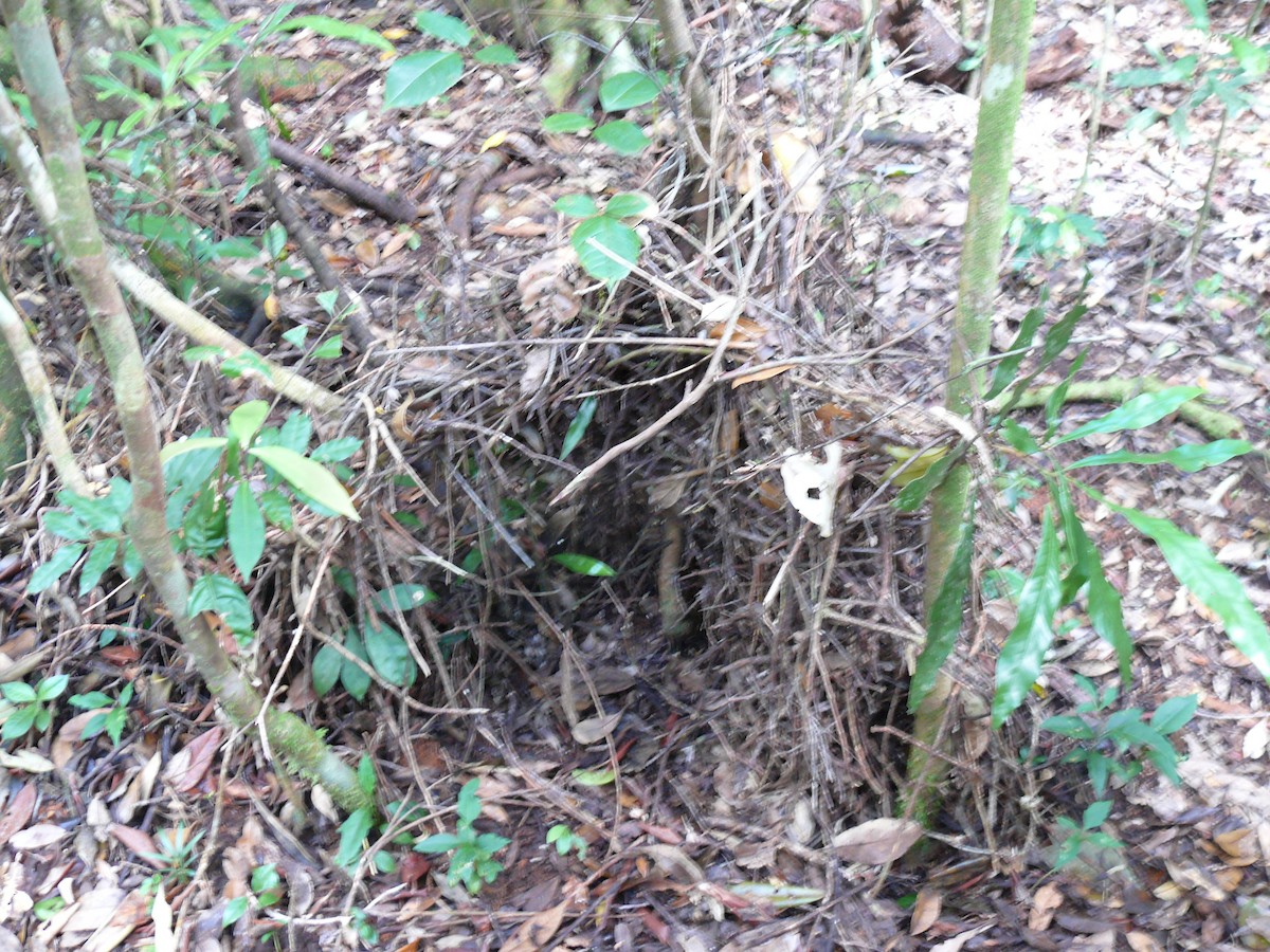 Golden Bowerbird - ML250918871