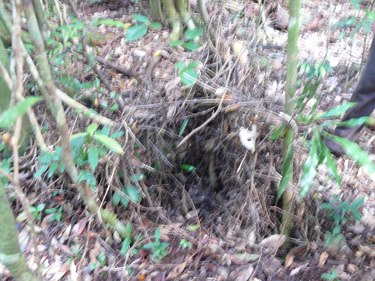 Golden Bowerbird - ML250918881