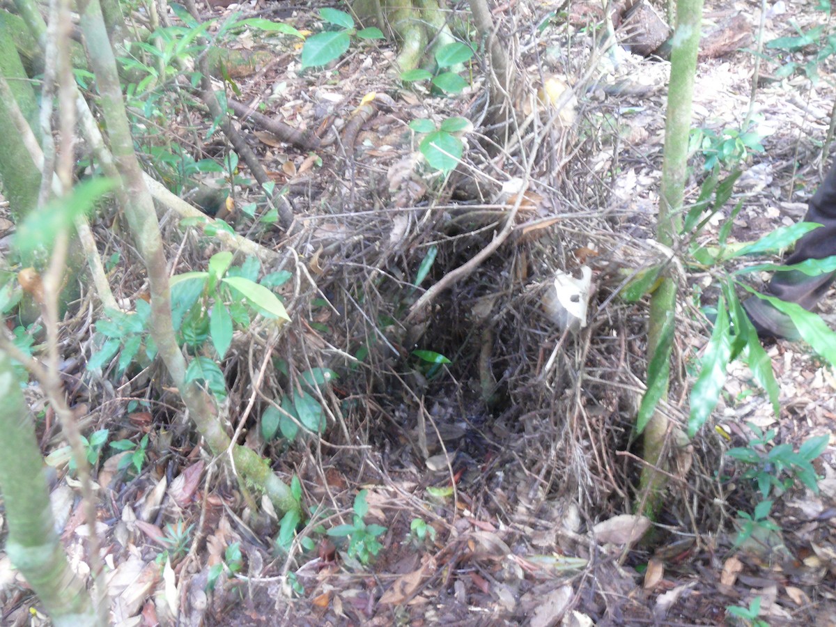 Golden Bowerbird - ML250918901