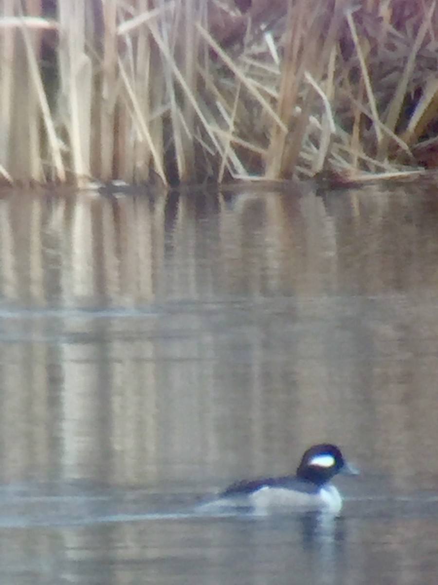 Bufflehead - ML25092161