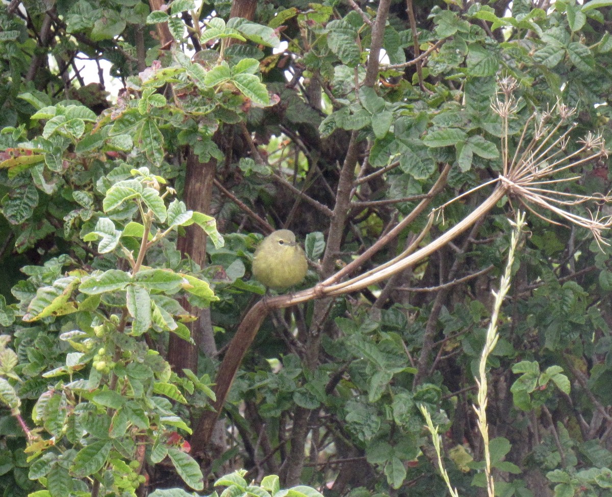 Orange-crowned Warbler - karen pinckard