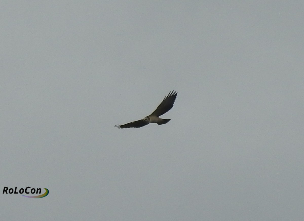 Short-tailed Hawk - Rodolfo Lopez Conde