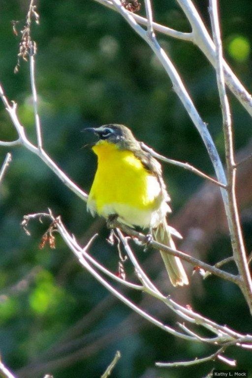 Flötenstärling - ML250924721