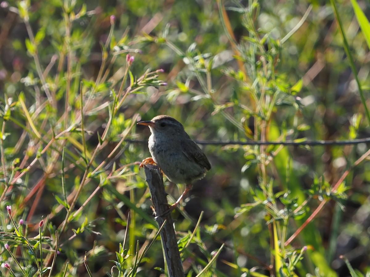 Marsh Wren - ML250926771