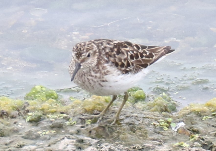 Least Sandpiper - ML250927321