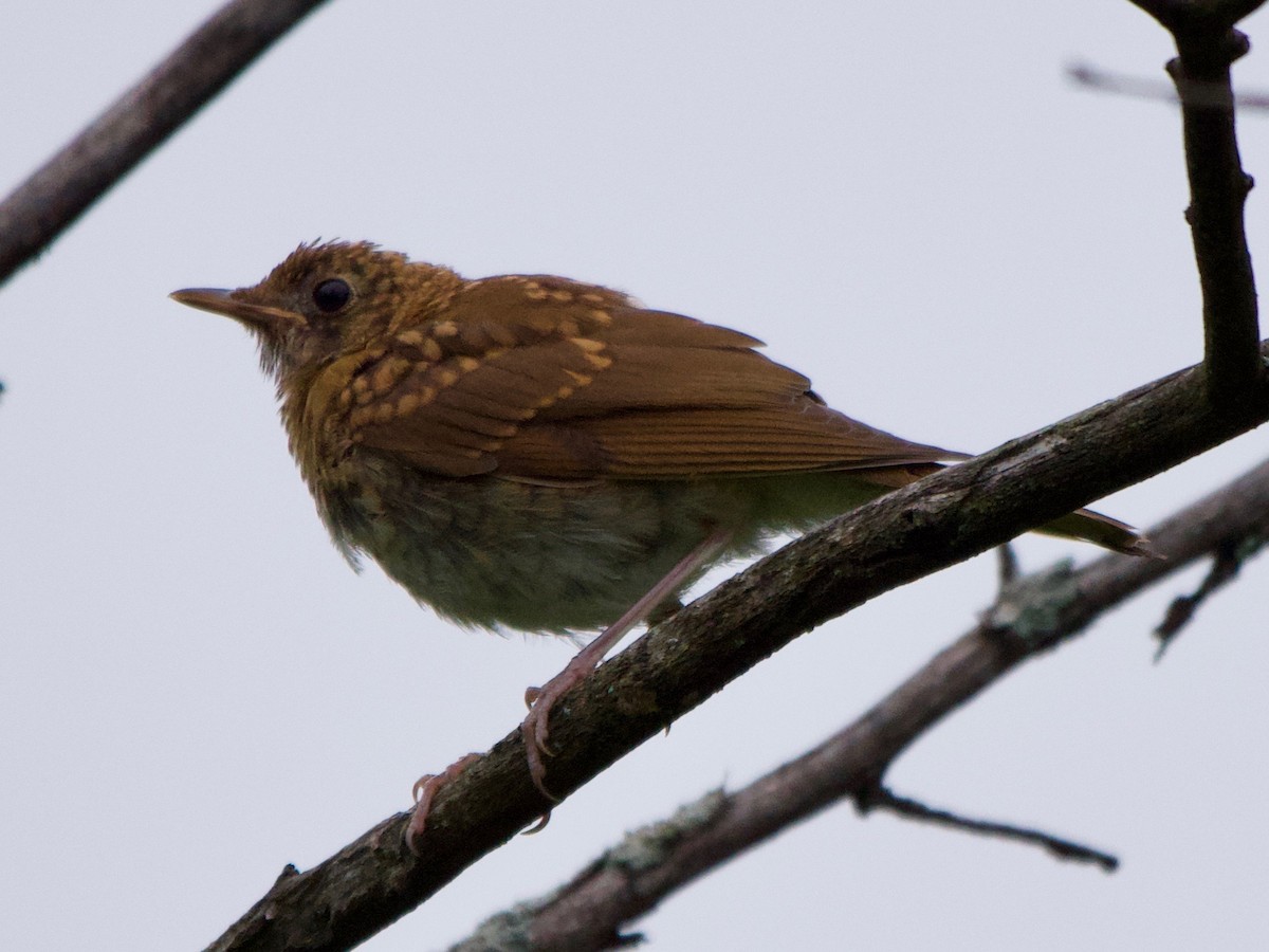 Veery - ML250928451