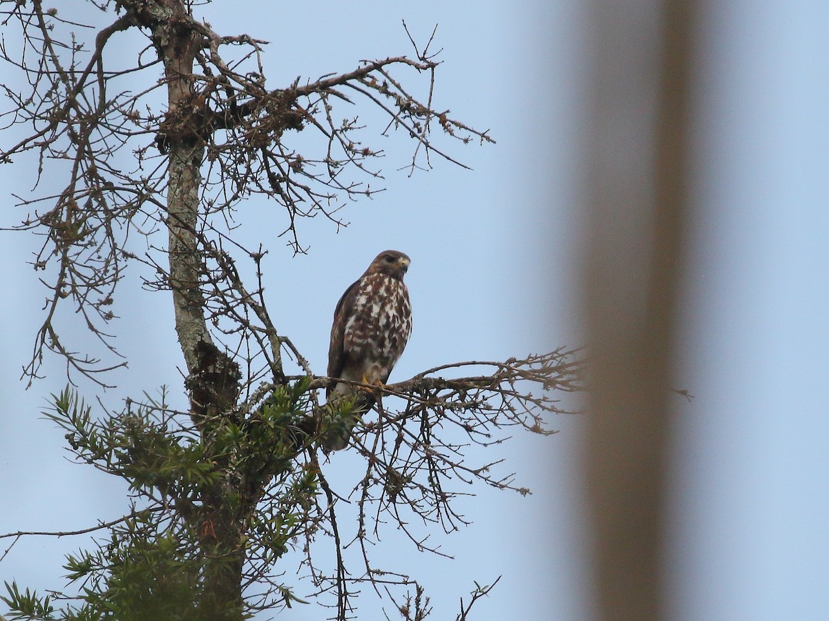 Mountain Buzzard - ML250929191