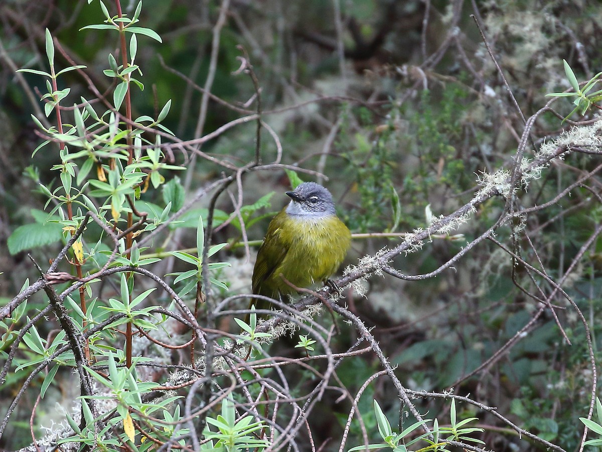 クロガシラアオヒヨ（kikuyuensis） - ML250929881