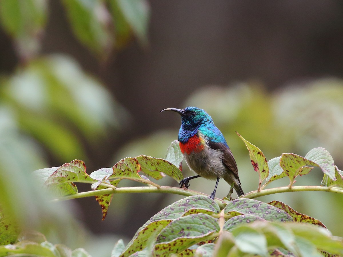 Eastern Double-collared Sunbird - Keith Valentine