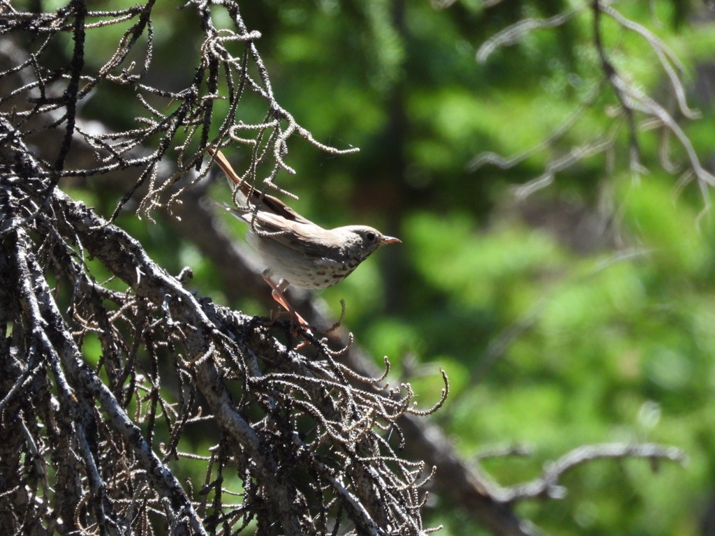Hermit Thrush - ML250932371