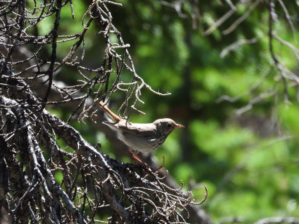 Hermit Thrush - ML250932381