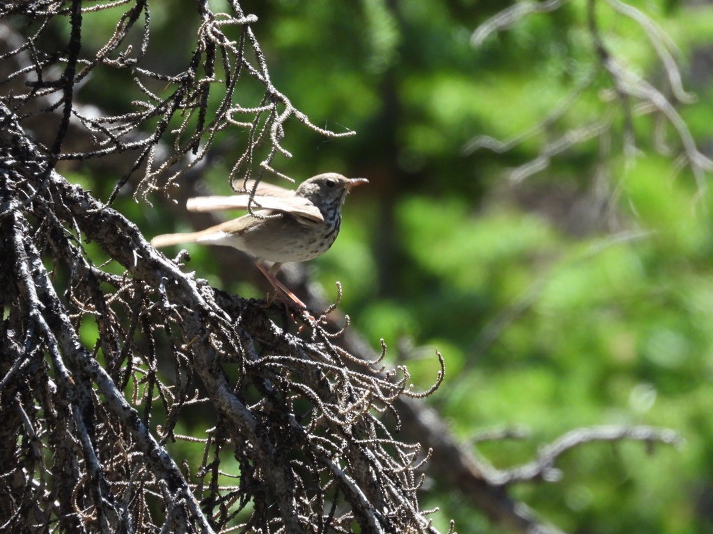 Hermit Thrush - ML250932391