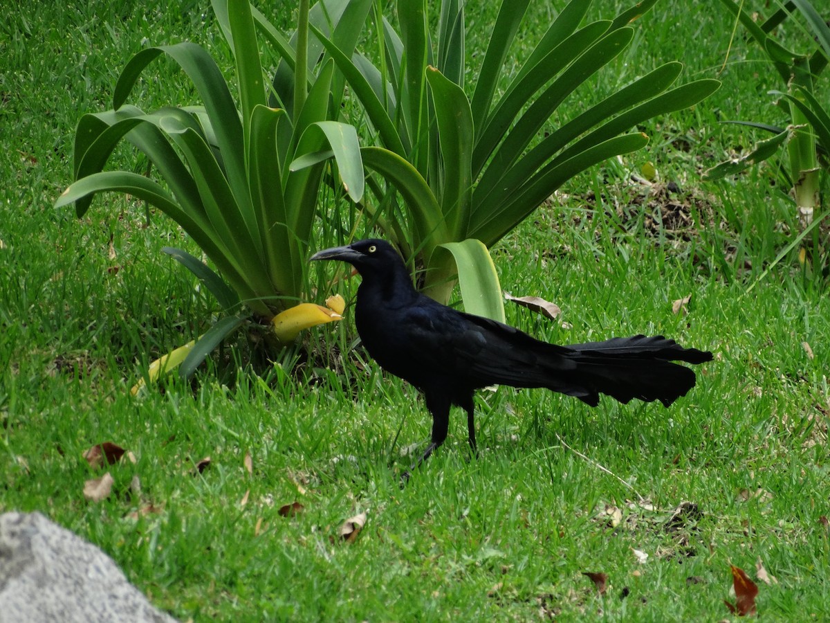 Great-tailed Grackle - ML250932621