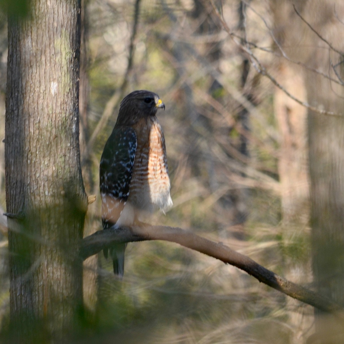 Red-shouldered Hawk - ML25093281