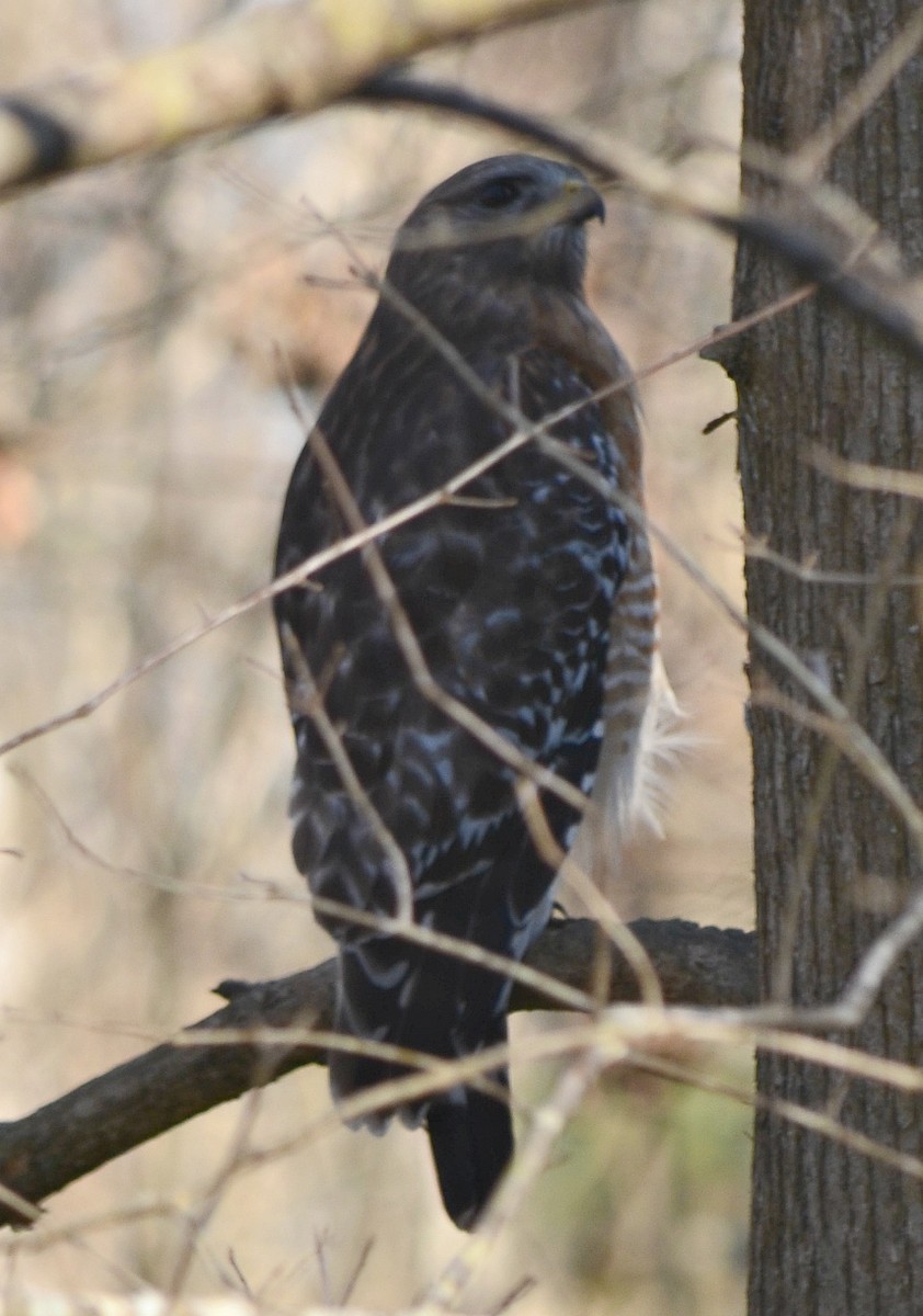 Red-shouldered Hawk - ML25093291