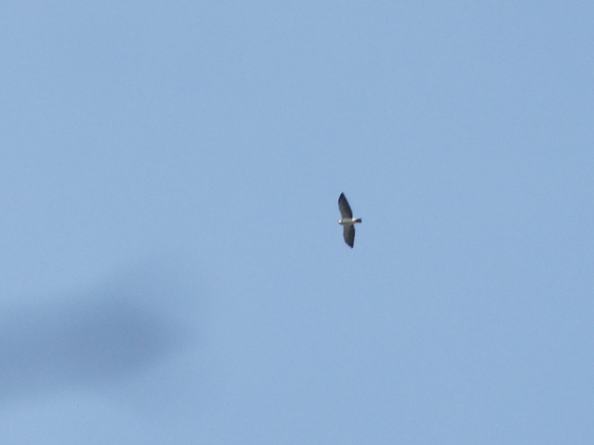 Short-tailed Hawk - Juana Sava Fernández