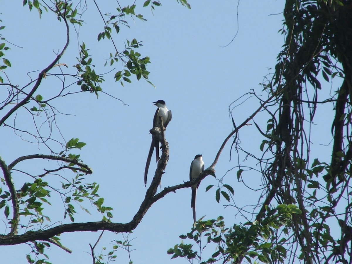 Fork-tailed Flycatcher - ML250934001