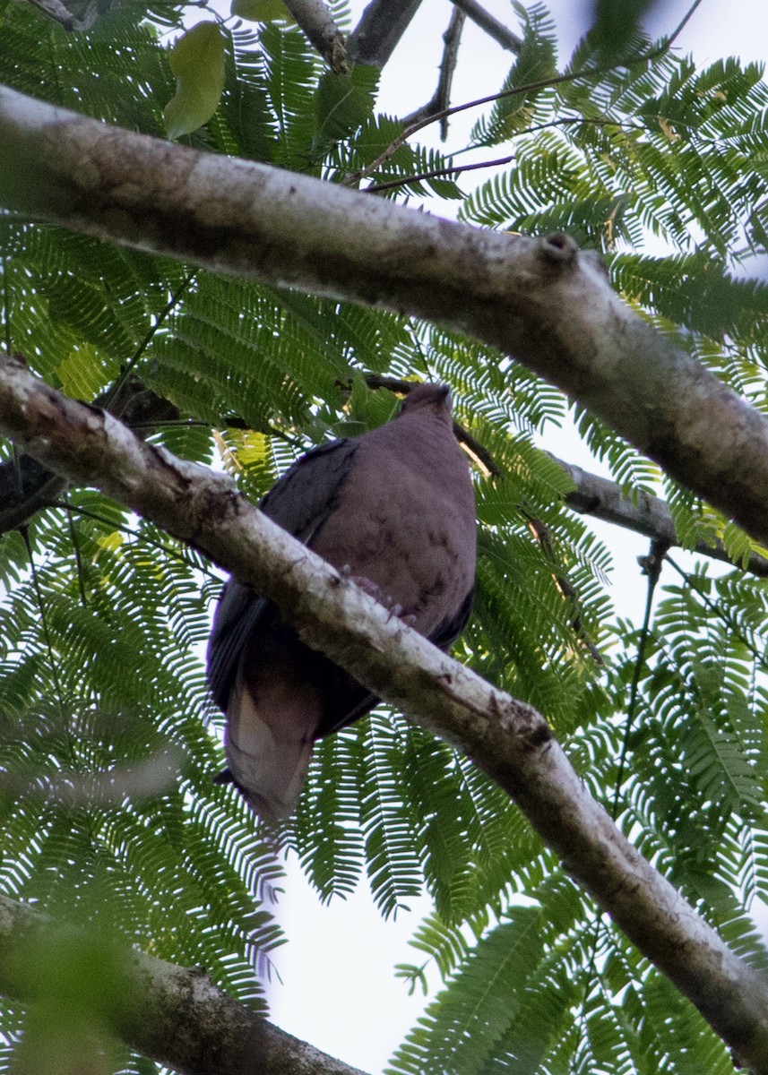 Pigeon à bec noir - ML250934331