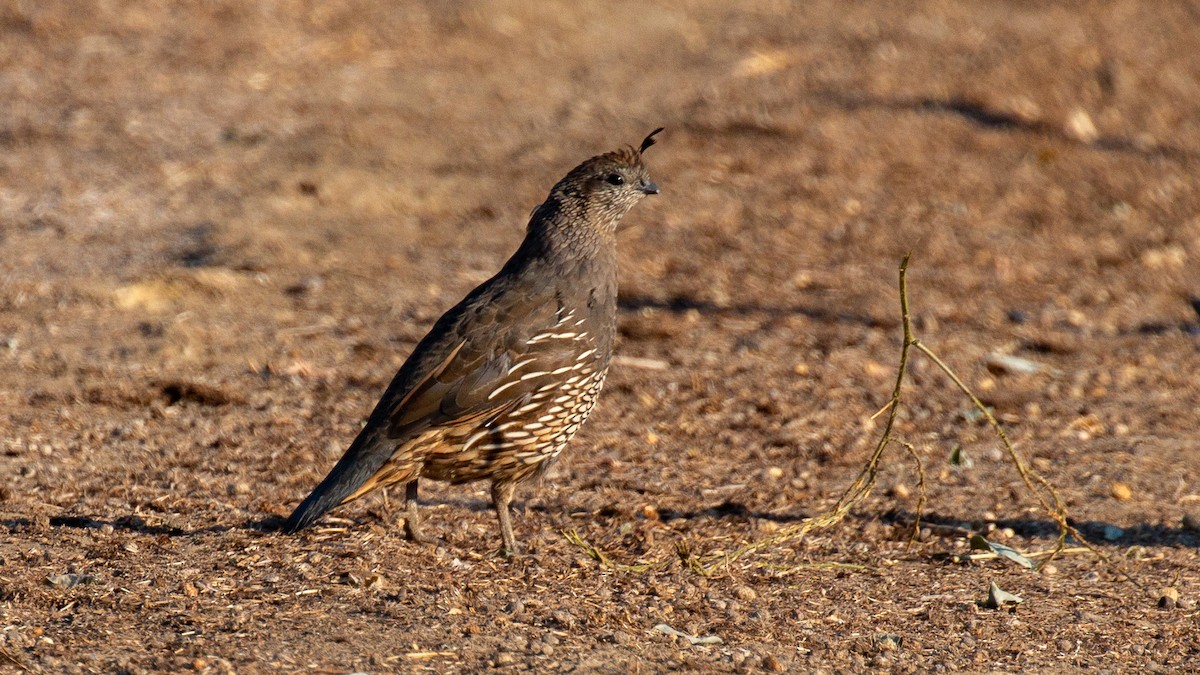 Galeper kaliforniarra - ML250934521