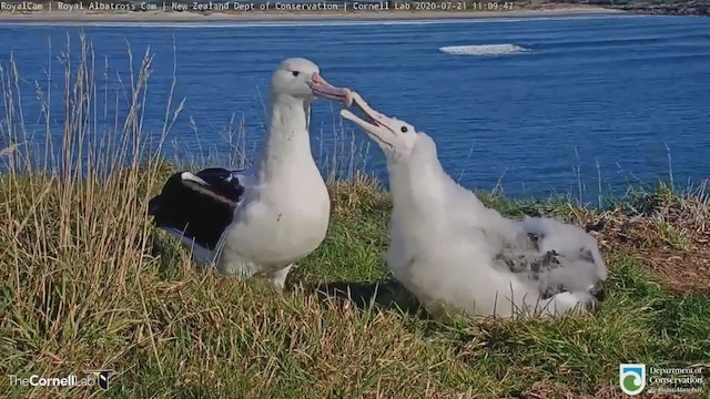 Northern Royal Albatross - ML250938781