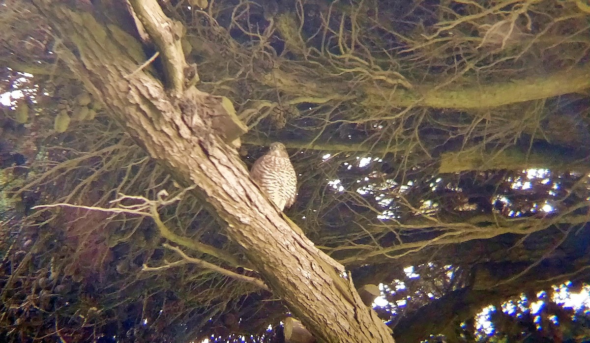 Eurasian Sparrowhawk - ML250939781