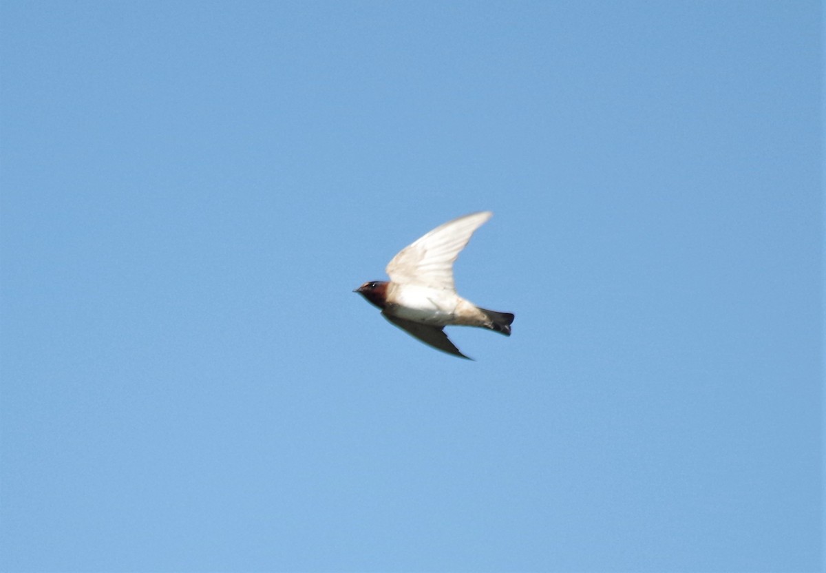 Cliff Swallow - ML250939941