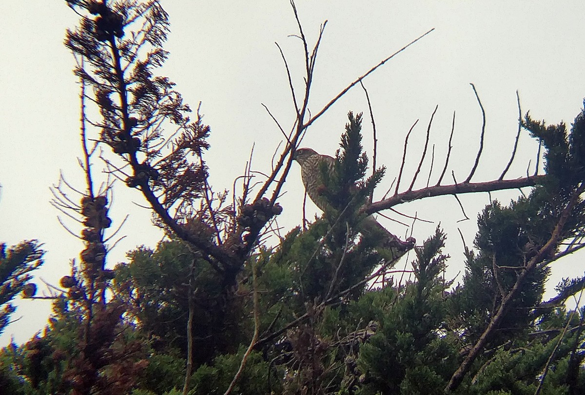 Eurasian Sparrowhawk - ML250940111