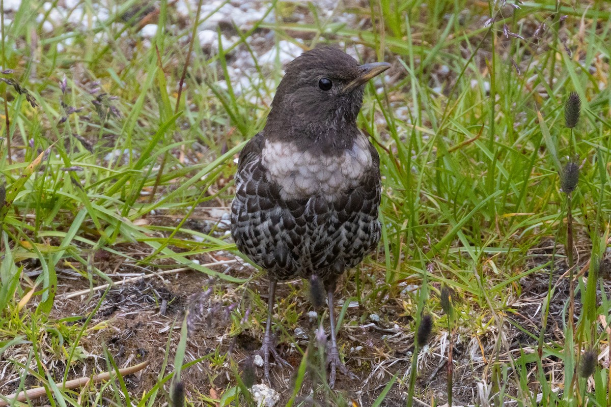 クビワツグミ（alpestris） - ML250942441