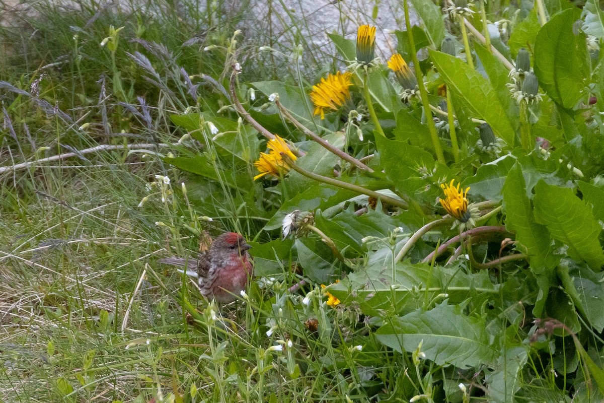 Lesser Redpoll - Anonymous