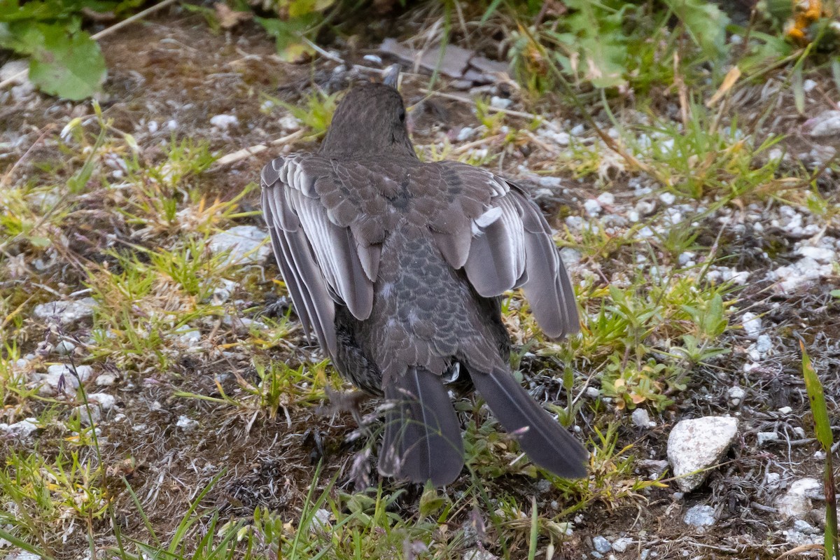 クビワツグミ（alpestris） - ML250942491